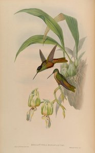 Helianthea bonapartei